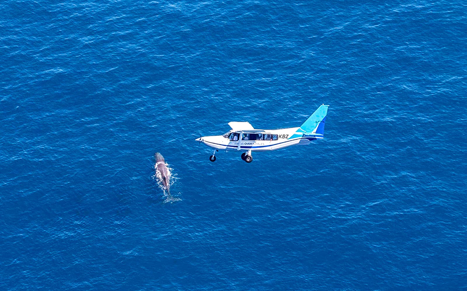 Kaikoura Whale-Watching Flight Experience