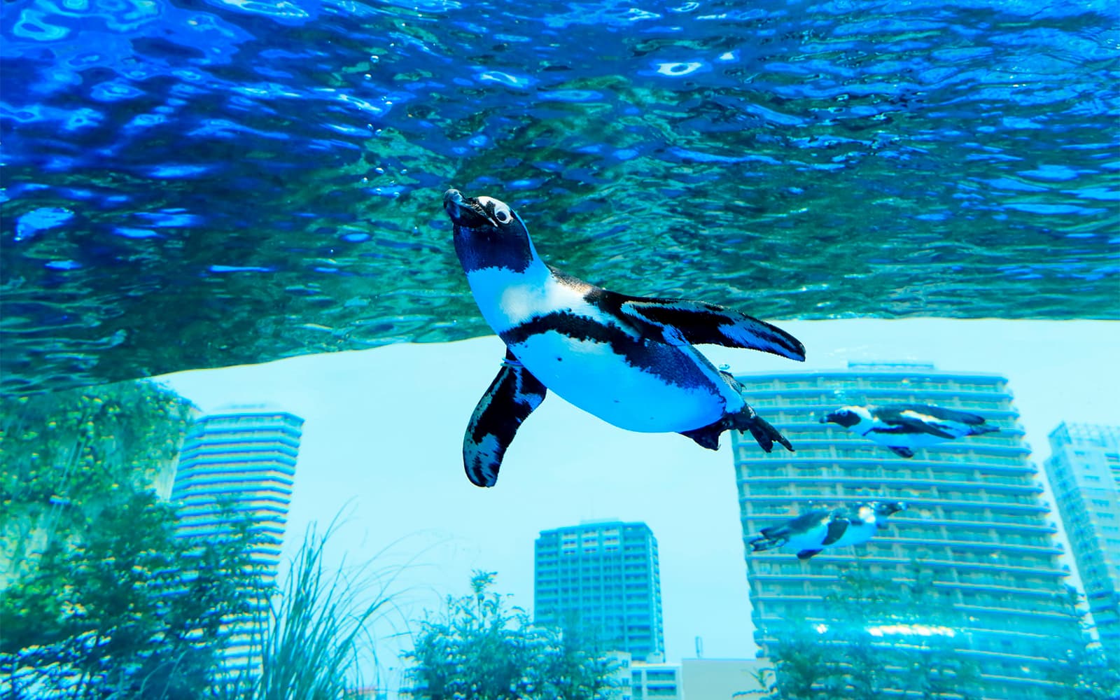 Sunshine Aquarium Tickets