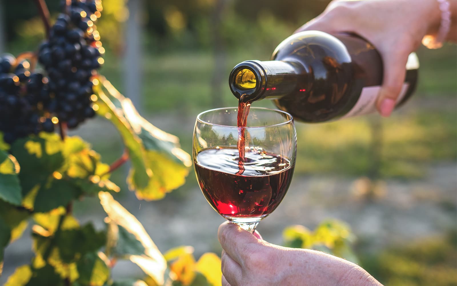 Chianti Region Guided Tour with Local Tastings and Vineyards