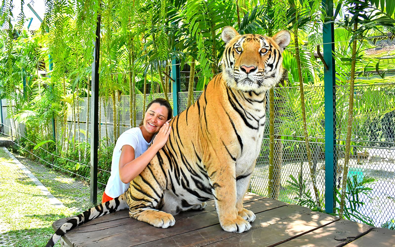 Tiger Park Tickets with Tiger Play Packages: Non-Thai Residents