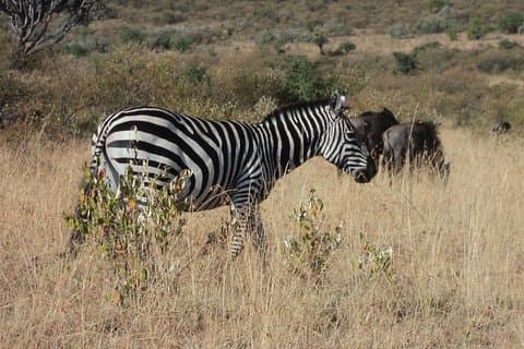 Parque Nacional de Amboseli por 1 noche y 2 días
