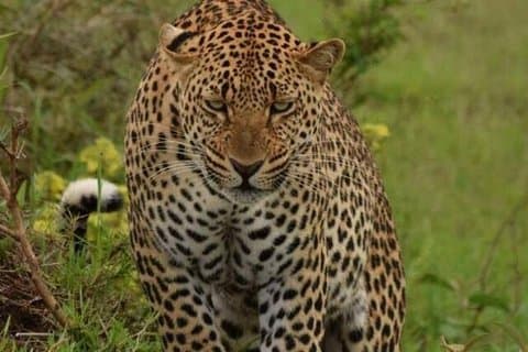 Ol Pejeta Conservancy and Aberdares National Park Tour for 2 days