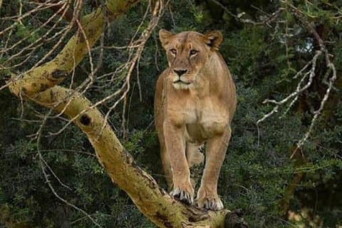 Dagtocht Nairobi naar het Lake Nakuru National Park