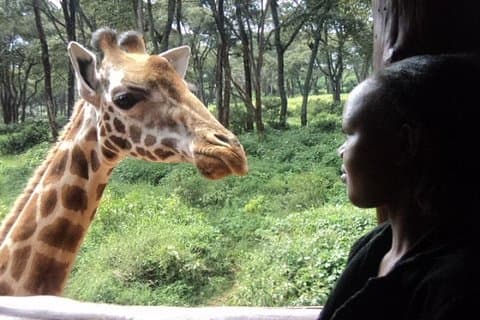 Tur til Giraffe senter fra Nairobi