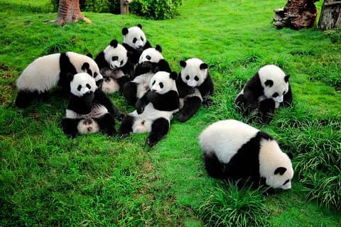 Tour Privado: Tour do Centro de Pesquisa e Reprodução de Pandas Chengdu