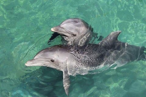 Plongée en apnée dans la maison des dauphins, Déjeuner, Ex Fun