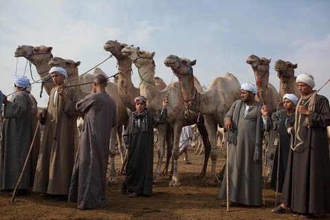 Kairo Unusual Day Tour Besøk Camel Market i Birqash