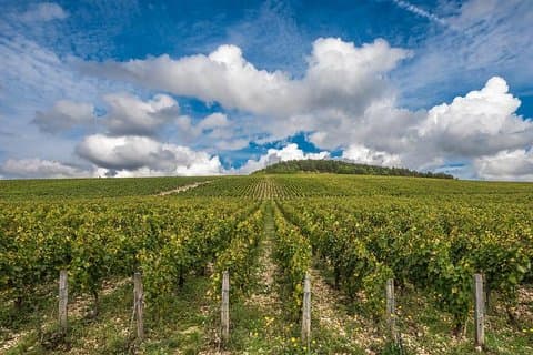 Privat dagstur: Chablis Vine från Paris