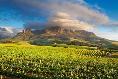 Cape Winelands - Stellenbosch, Franschoek & Paarl, visite en petit groupe