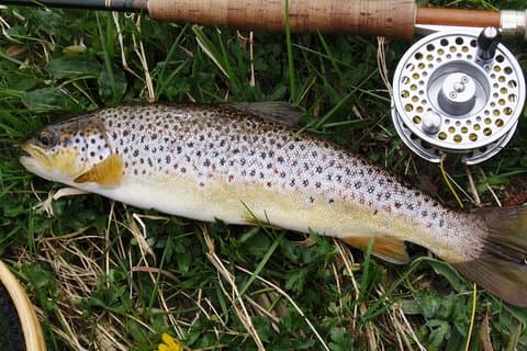 Wilde Bachforellenfischerei am Lough Corrib, Galway. Privat geführt.