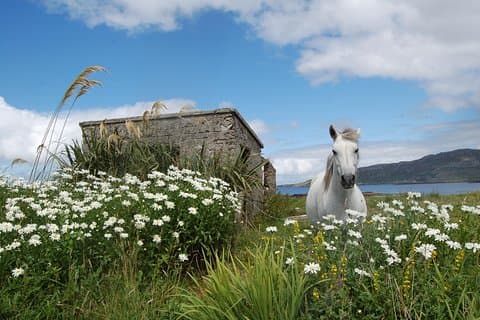 Connemara, Kylemore Abbey og Wild Atlantic Way-tur fra Galway