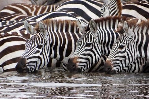 Serengeti di 4 giorni e Safari di Ngorongoro