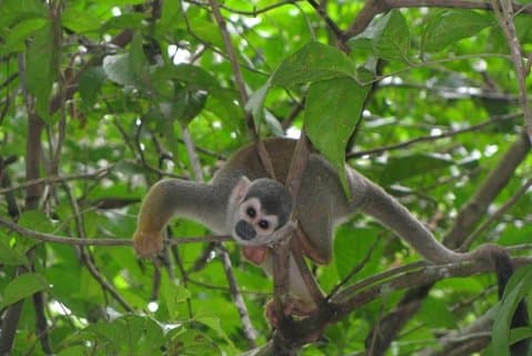 Cuyabeno Amazon Eco-Lodge Adventure 5 jours