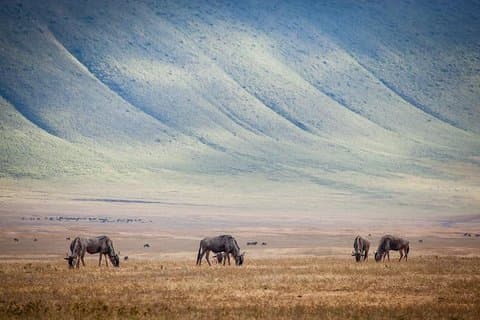 10-Day Kenya & Tanzanie 4WD Safari Adventure