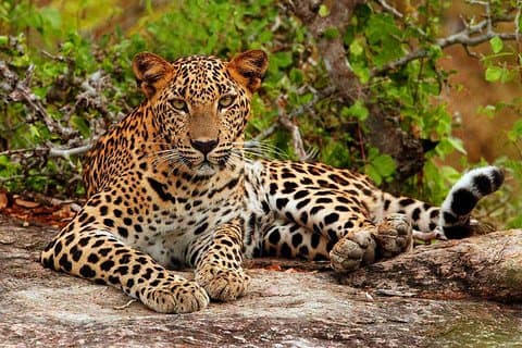 Yala Nationalpark Private Safari-Ausflug von Galle/Unawatuna/Mirissa