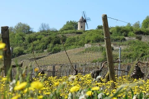 Privat vintur til Burgund-regionen fra Paris