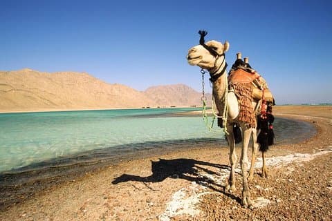 Blue Lagoon Beach 1-times kamelsafari fra Dahab