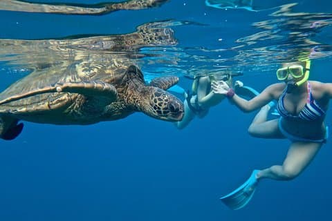 Clases particulares de paddleboard para principiantes con snorkel en Turtle Town