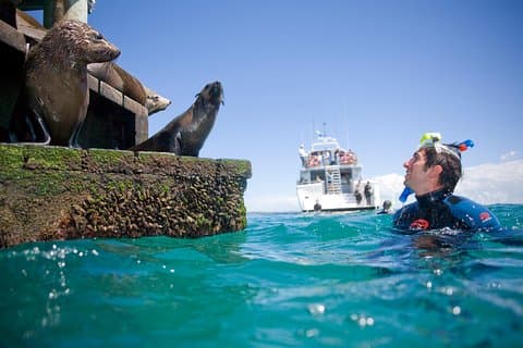 Dolphin and Seal snorkel adventure from Sorrento