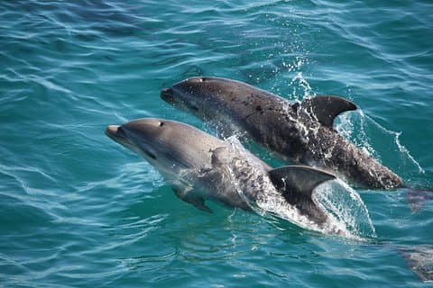 Croisière touristique de 3 heures sur les dauphins et les phoques, opérée avec des passagers à la nage