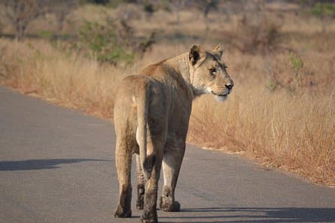 4-Day Hluhluwe Imfolozi and St Lucia Safari from Durban