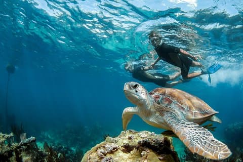 Visite privée de Turtle Encounter – Nager avec les tortues marines et Cenote