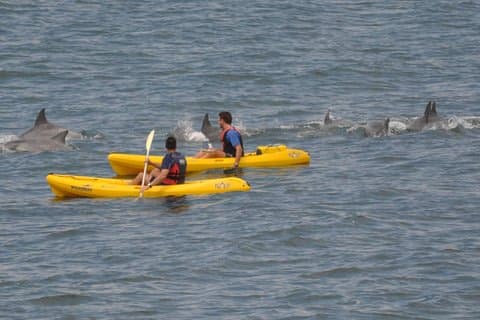 Excursión privada en Sea Kayak y Cape Point desde Ciudad del Cabo