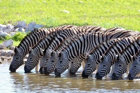 2-Nights Riserva di Sanbona a 5 stelle con trasferimenti privati ​​da e per Sanbona