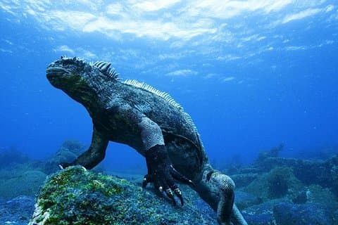 Budget de 6 jours pour les îles Galapagos