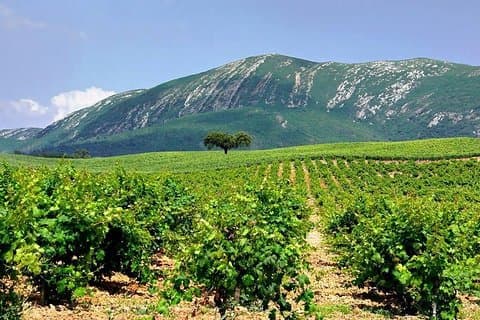 Heldags privat vintur i Arrabida