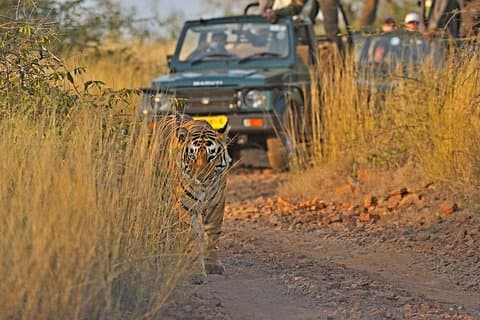 Goldenes Dreieck mit Ranthambore Tour