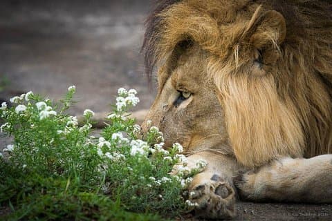 2-dages Safari til Lake Manyara og Crater Ngorongoro fra Arusha