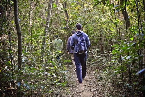 Privat 4-timers Ecotour til Cantareira eller Jaraguá Forest Reserve