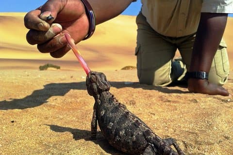 Living Dunes Experience de Swakopmund