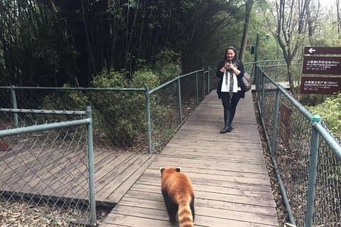Flexibele Chengdu Panda Base Day Tour met privégids en transport