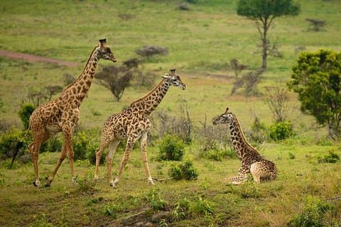 Arusha National Park Guided Day Tour fra Arusha