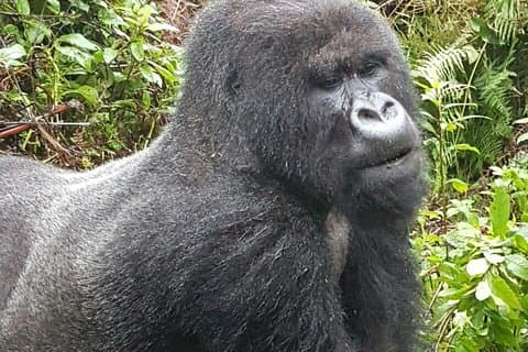 3 Dage Rwanda Gorilla Trekking
