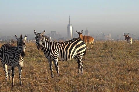 Halv-dagers Nairobi National Park Tour fra Nairobi