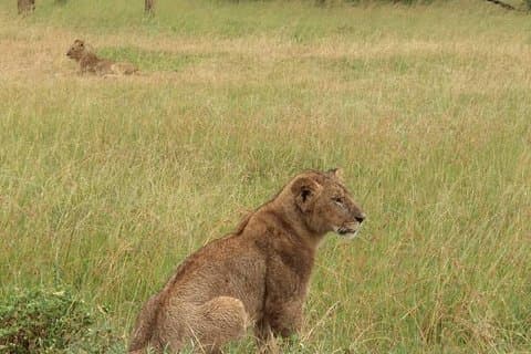 3 dages PRIVAT LUKSUSSAFARI til Masai Mara fra Nairobi