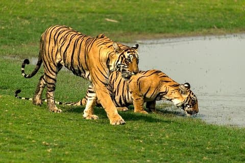 Delhi till Jaipur transfer via Bharatpur och Ranthambore park besök