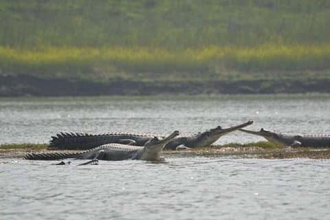 Visite du Sanctuaire national de Chambal et de l'Alligator d'Agra