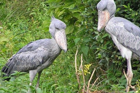 1 Tag Mabamba Swamp Vogelbeobachtung Reise
