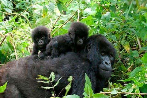3 Tage Gorilla Trekking nach Bwindi