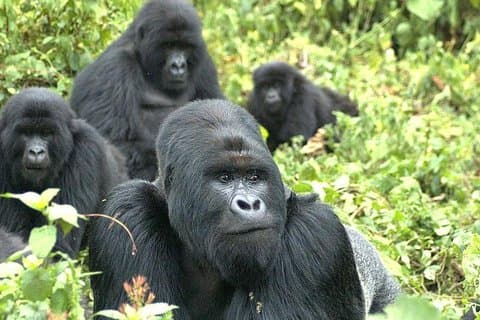 5-dagers Rwanda gorilla og Lake Kivu Safari