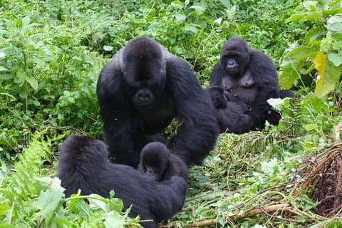 3 Day Bwindi gorilla flying in safari