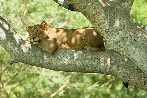 9 Best of Ouganda gorille et faune safari