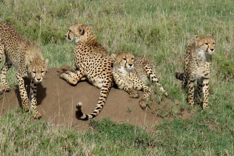 4-tägige Kidepo Wild Life Safari
