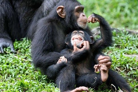 Passeio de 5 dias pela Rainha Elizabeth e Kibale Forest Chimp