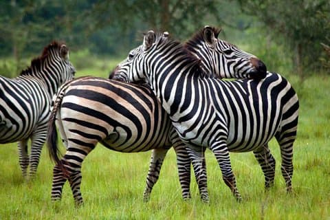 4 dages dronning Elizabeth og Lake Mburo Savanna Safari