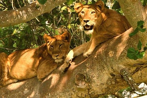 5 Dagen Bwindi gorilla trekking en Queen Elizabeth safari